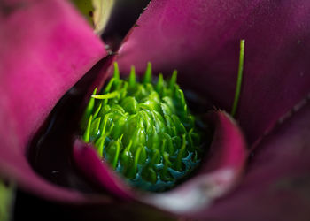 Close-up of cactus flower