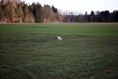 View of birds on grassy field