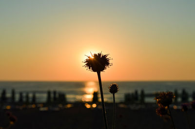 Silhouette plants by sea against romantic sky at sunset