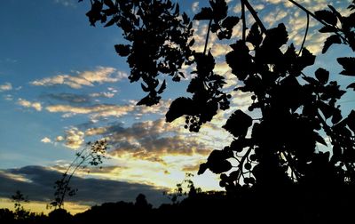 Low angle view of silhouette trees against sky at sunset