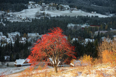 Trees in winter