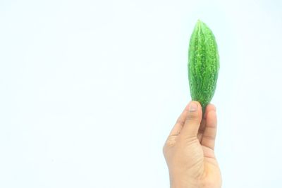 Close-up of hand holding leaf over white background