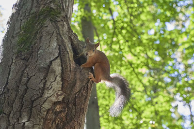 Squirrel on tree trunk