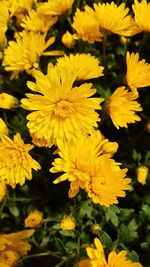 Close-up of yellow flowers blooming outdoors
