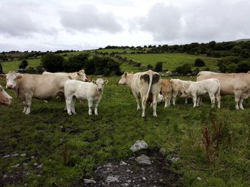 Cows on field against sky