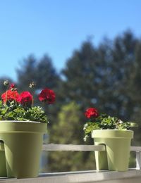 Close-up of potted plant