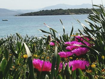 Close-up of pink flowering plants by sea against sky