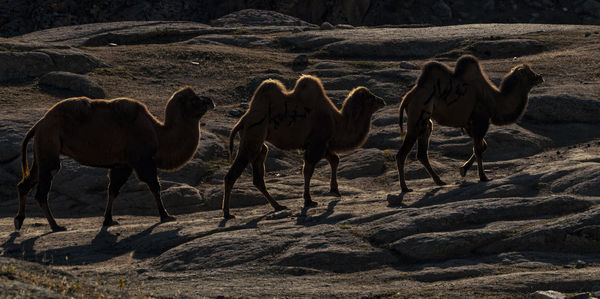 Horses on field