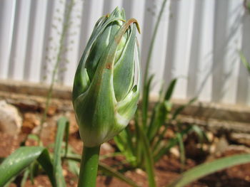 Close-up of green plant