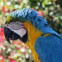 Close-up of parrot perching on branch