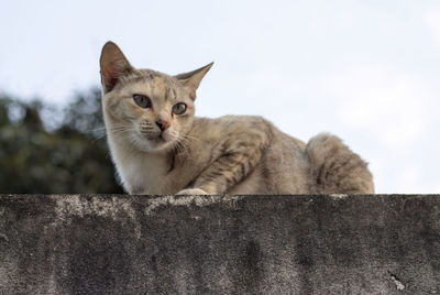 Portrait of cat by wall against sky