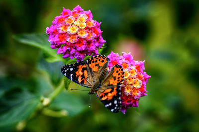 Close-up of butterfly pollinating on pink flower