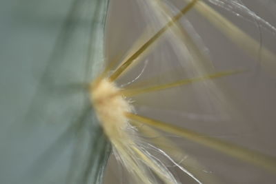 Close-up of dandelion flower