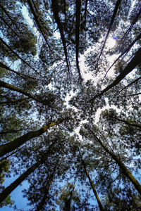 Low angle view of trees in forest