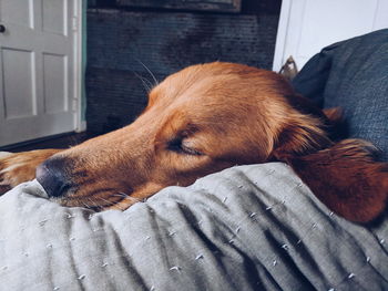 Close-up of a dog resting at home