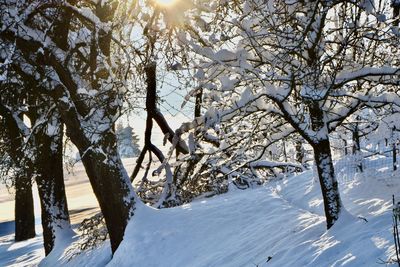 Trees on snow covered landscape