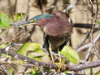 Close-up of bird perching on branch