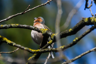 Low angle view of bird perching on branch