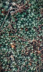 Full frame shot of plants growing in forest