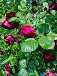 Close-up of pink flowers