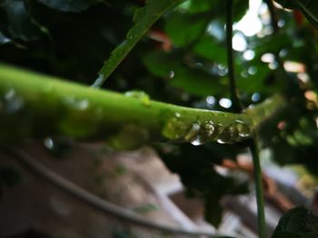 Close-up of raindrops on leaves