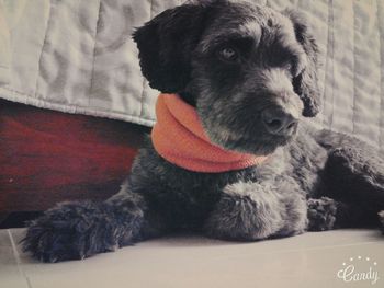 Close-up of dog sitting on sofa