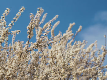 Close-up of snow on plants against sky