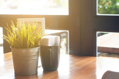 Close-up of potted plant on table at home