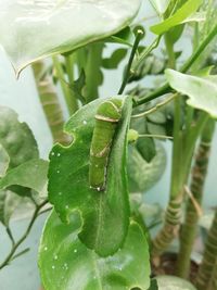 Close-up of insect on leaf
