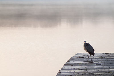 Bird perching on lake