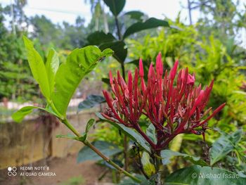 Close-up of red flowering plant