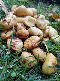 High angle view of mushrooms growing on field