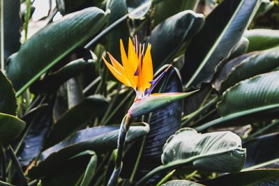 Birds of paradise