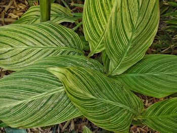 Full frame shot of green leaves