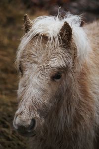 Close-up of horse on field