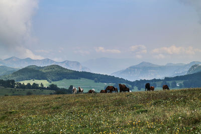 View of horses on field against sky