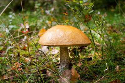 Close-up of mushroom on grass