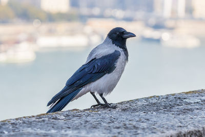 Close-up of bird perching on rock against wall