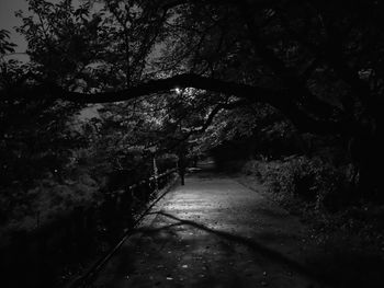 Walkway amidst trees