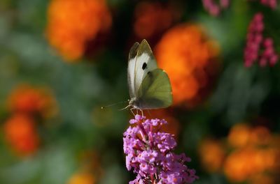 Close-up of butterfly pollinating on flower