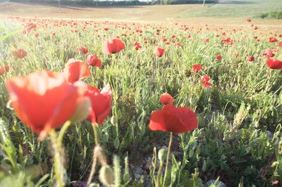 Close-up of red flowers blooming in field