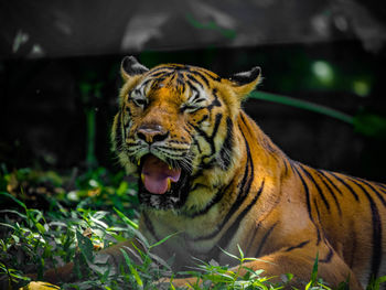 Malayan tiger yawning