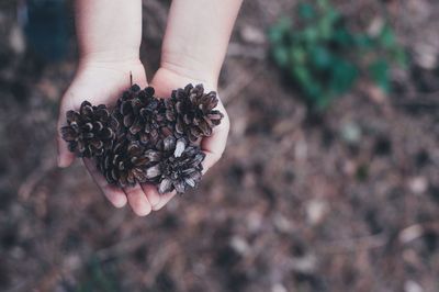 Cropped hand holding pine cone