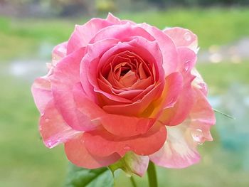 Close-up of pink rose