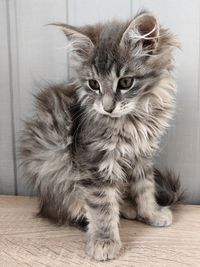 pet