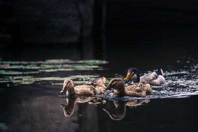 Birds in a lake