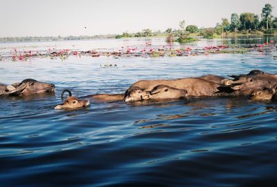 View of ducks swimming in lake