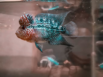 Close-up of fish swimming in sea