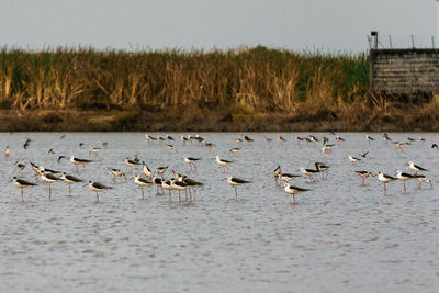 Flock of birds in the lake