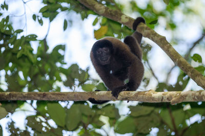 Low angle view of monkey on tree